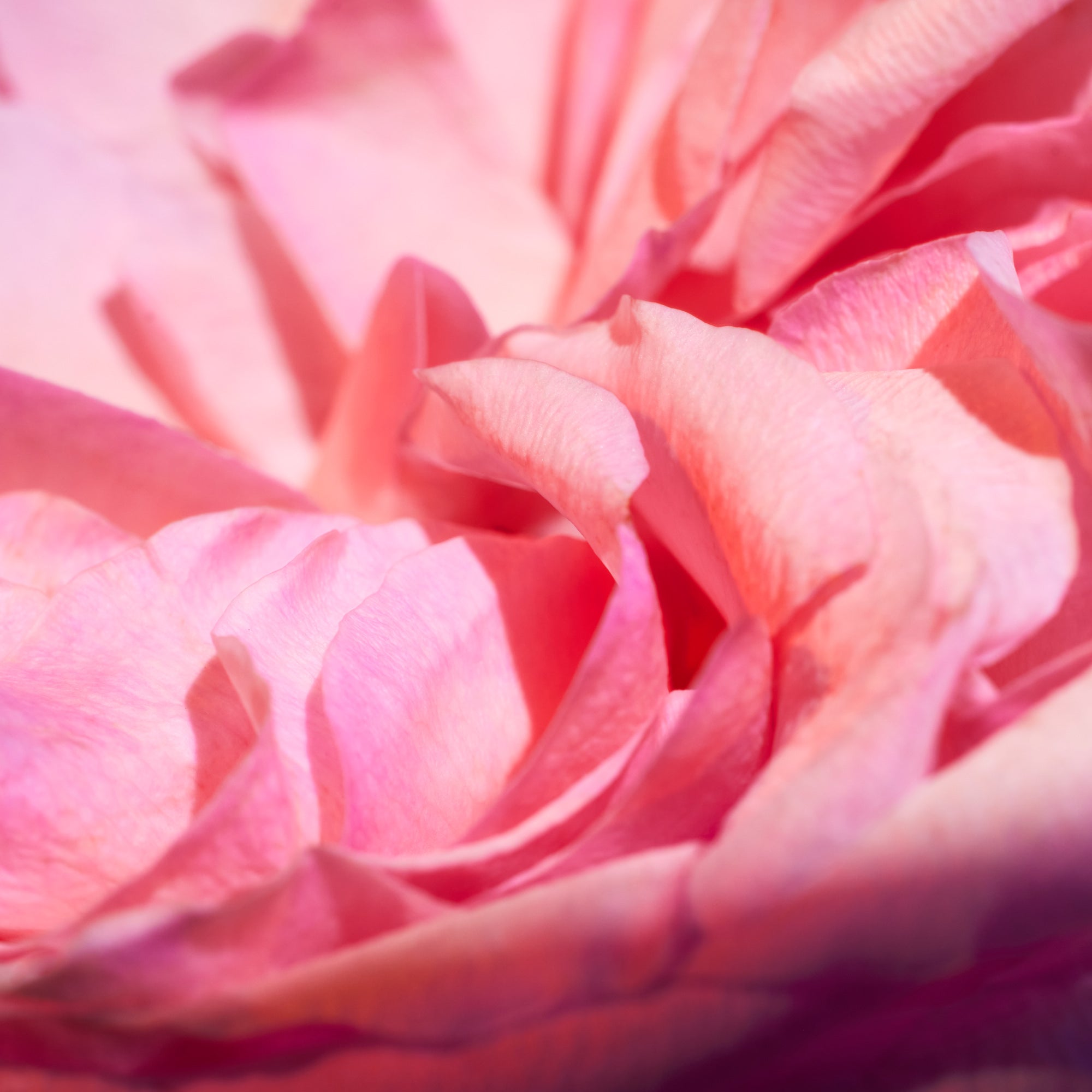 Oudgasm Rose Oud | 16 Bakhoor - Image 5
