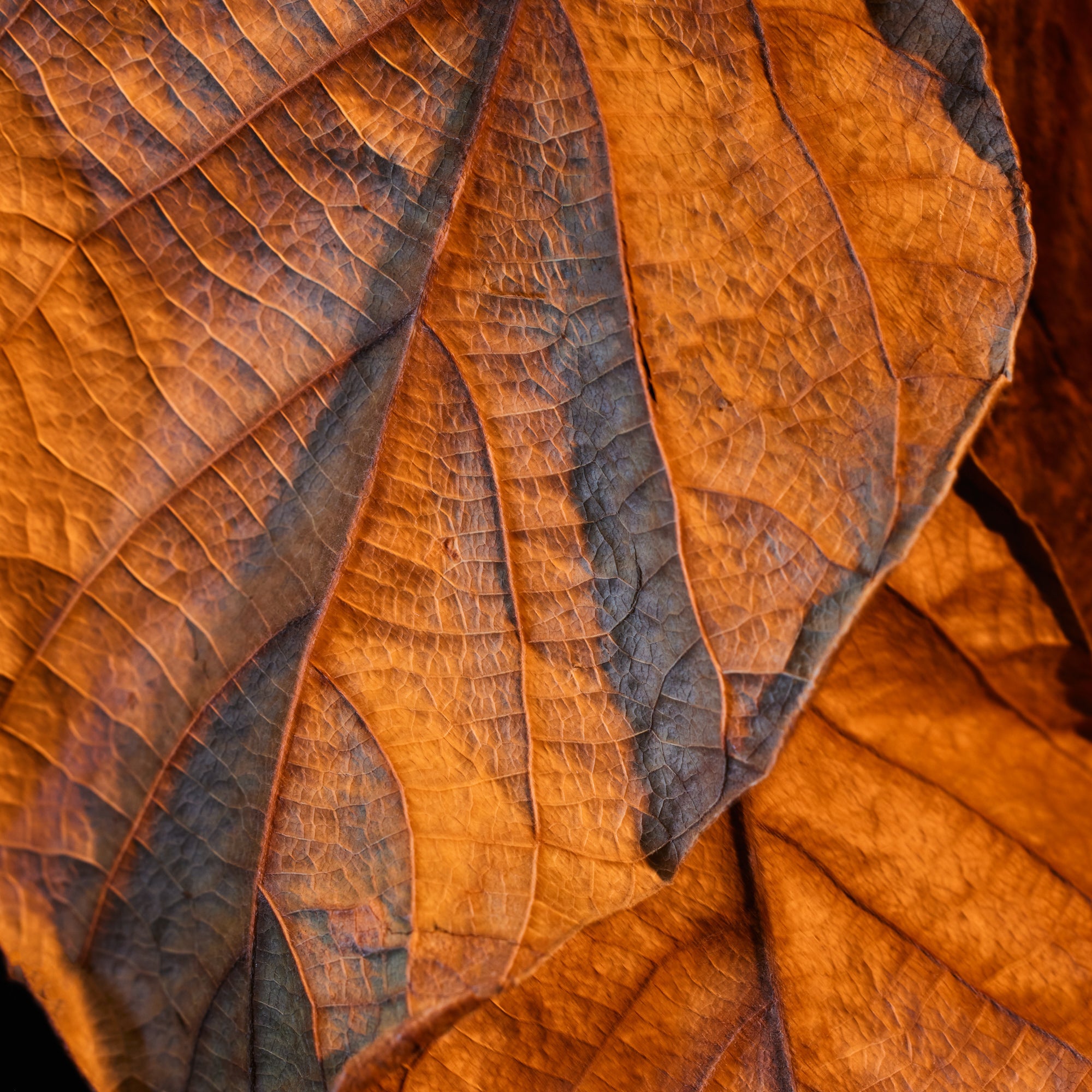 Oudgasm Tobacco Oud | 04 - Image 6