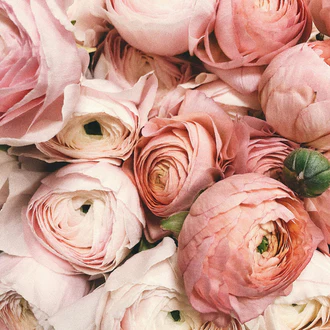 Floral fragrance family