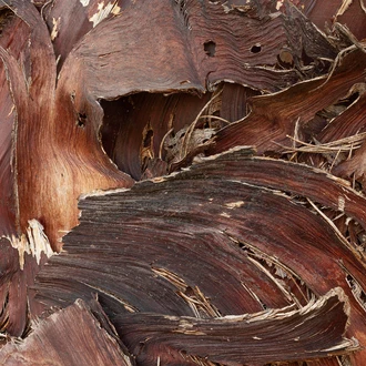 Earthy and Woody fragrance family
